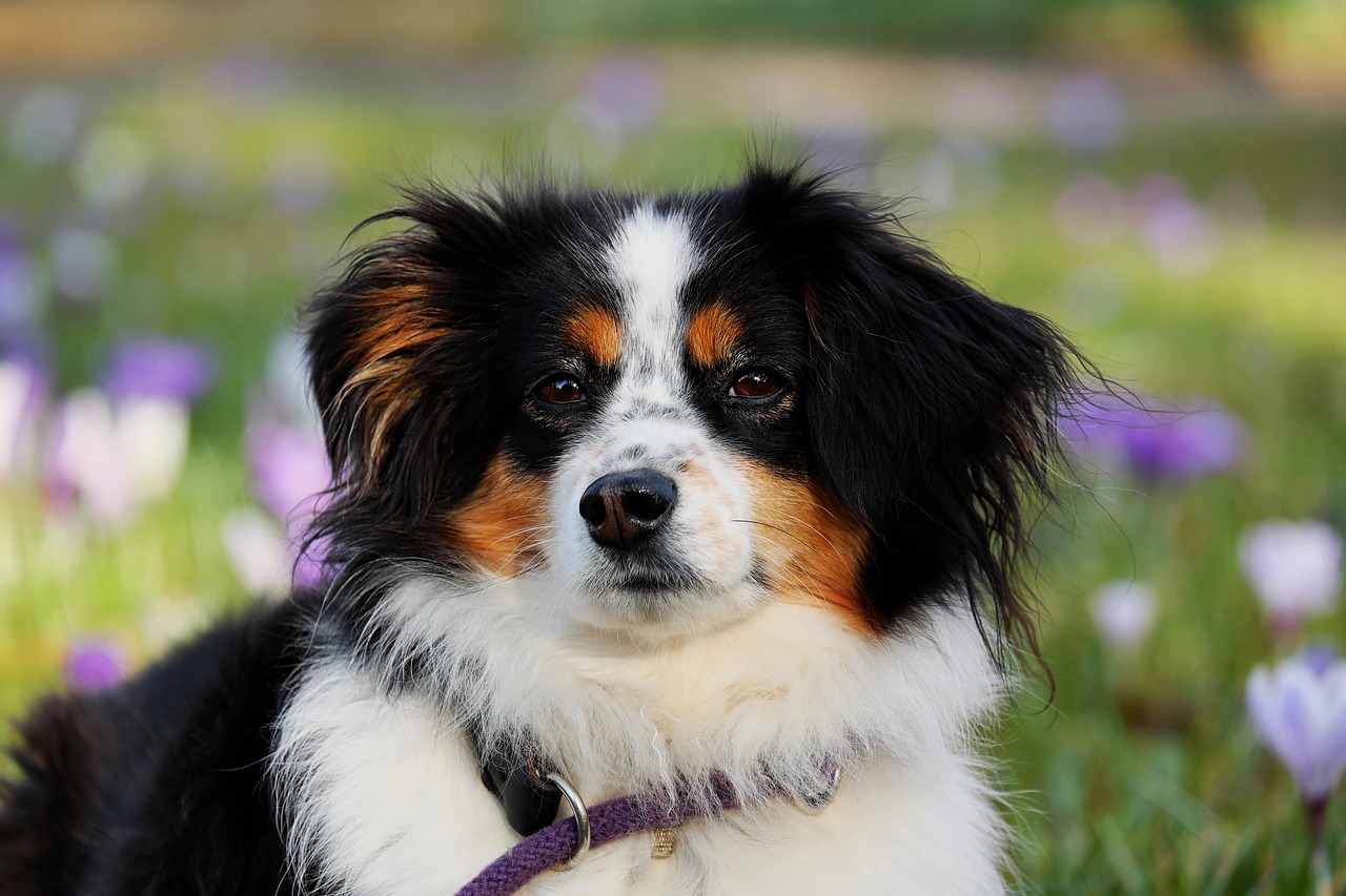 Understanding the Gentle Nature of the Japanese Chin